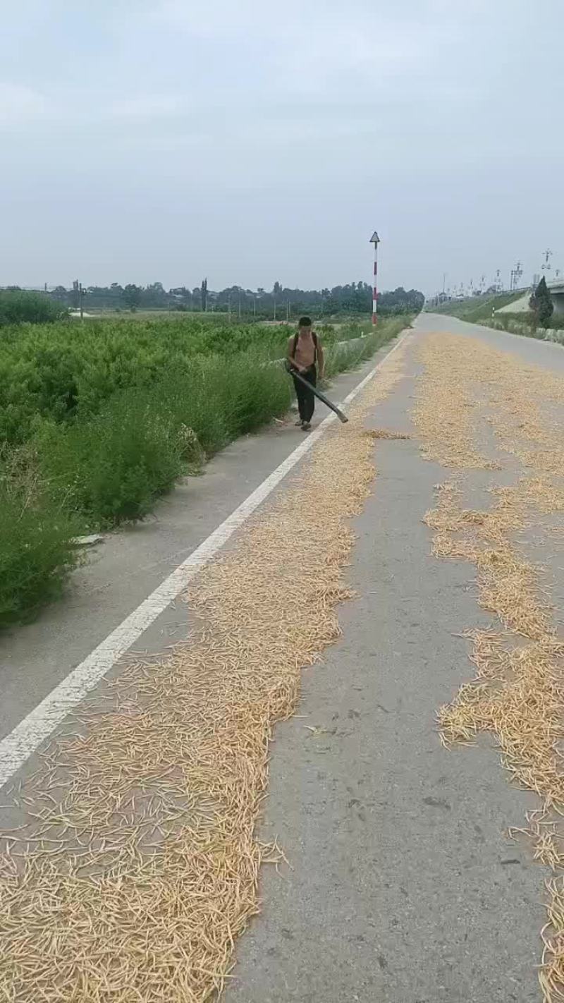 黄花菜