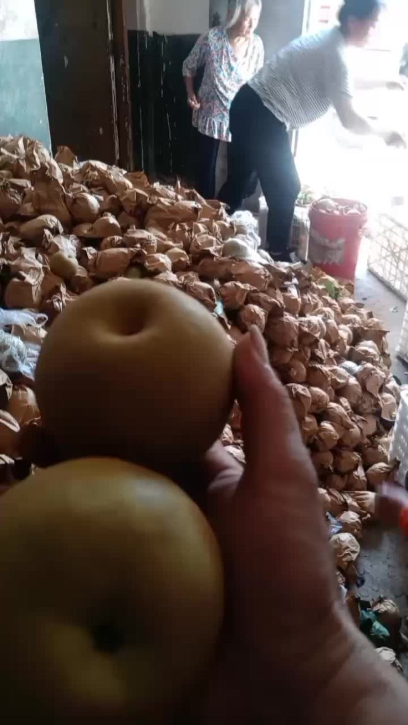 黄花梨