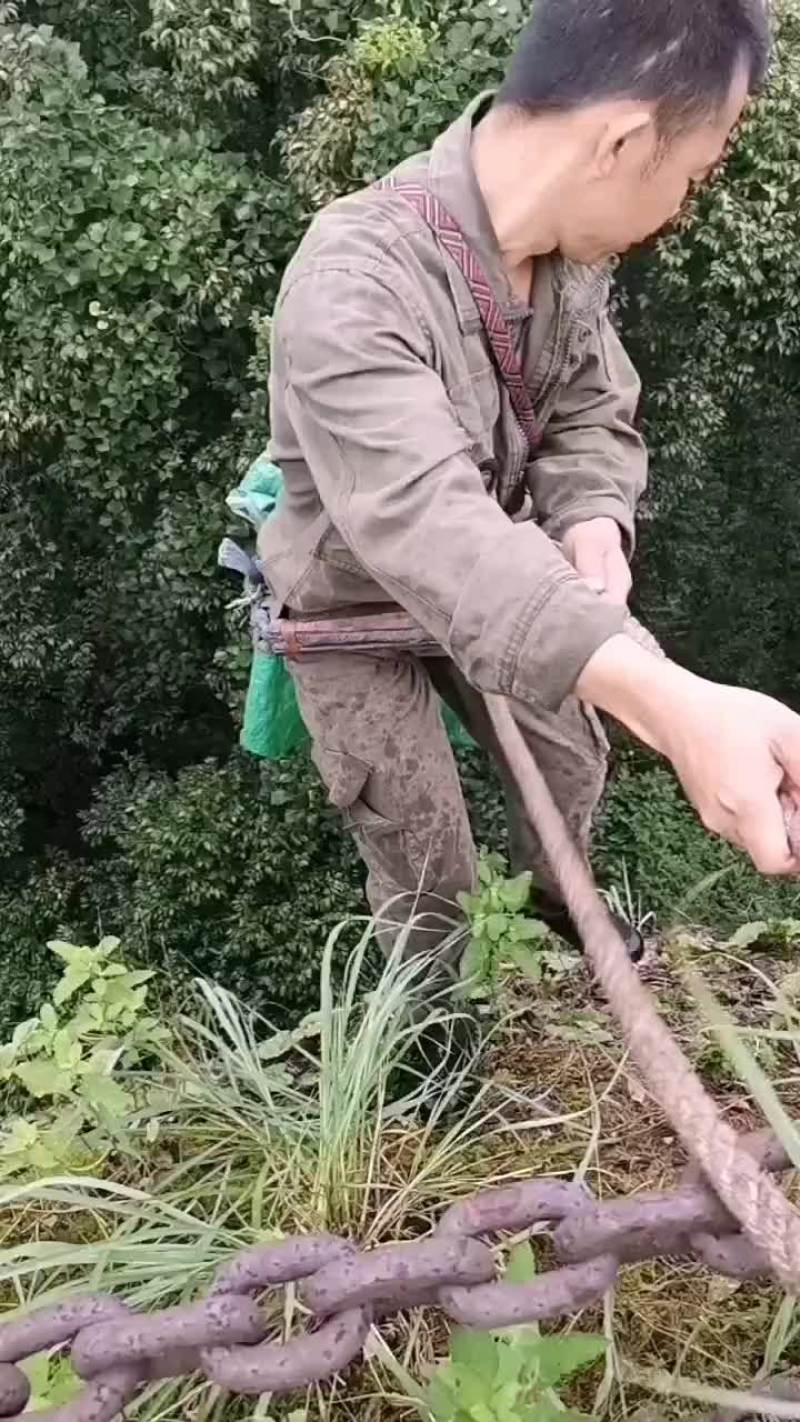 石斛石橄榄