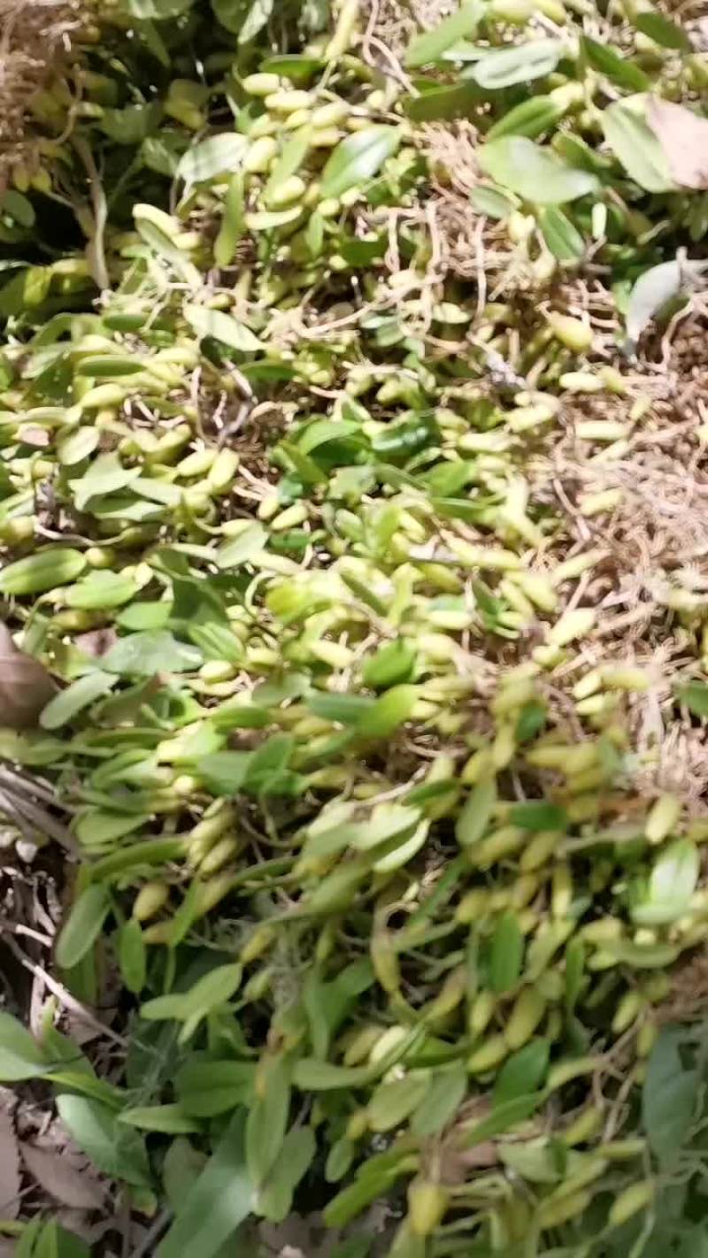石斛石橄榄