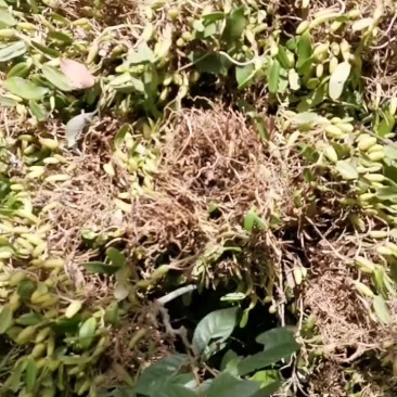 石斛石橄榄