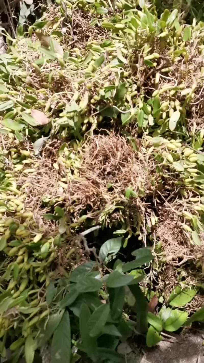 石斛石橄榄