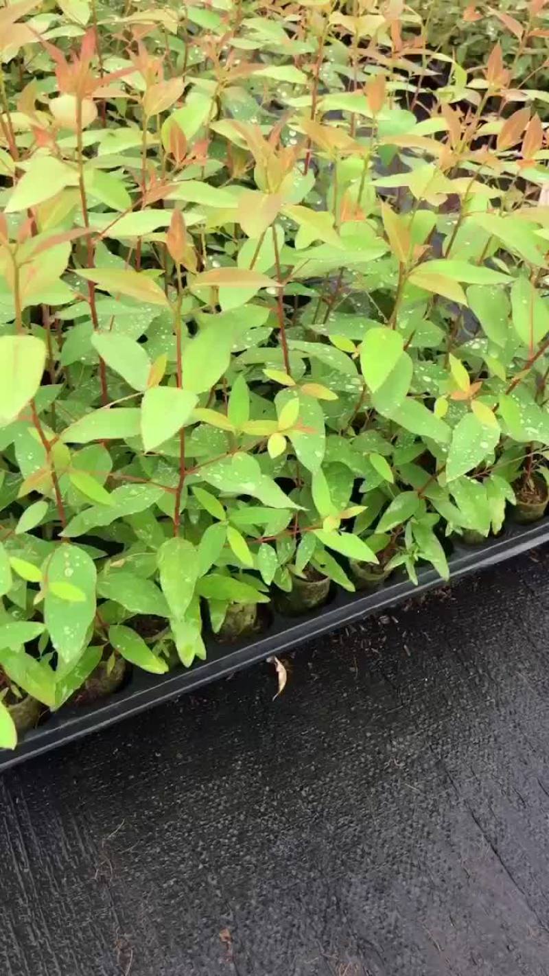 28号桉树苗