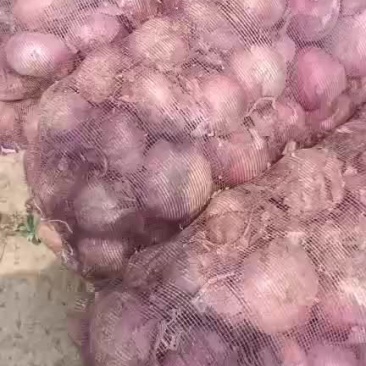 洋葱