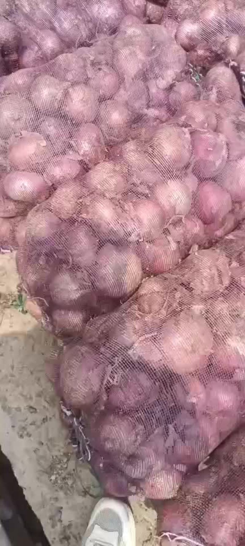 洋葱