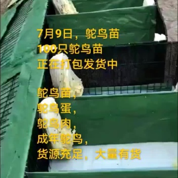 鸵鸟蛋