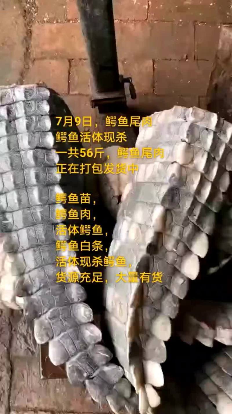 鸵鸟蛋