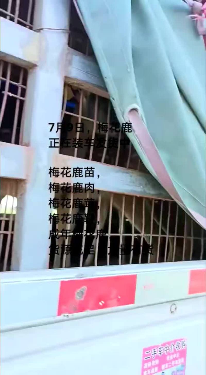 鸵鸟蛋