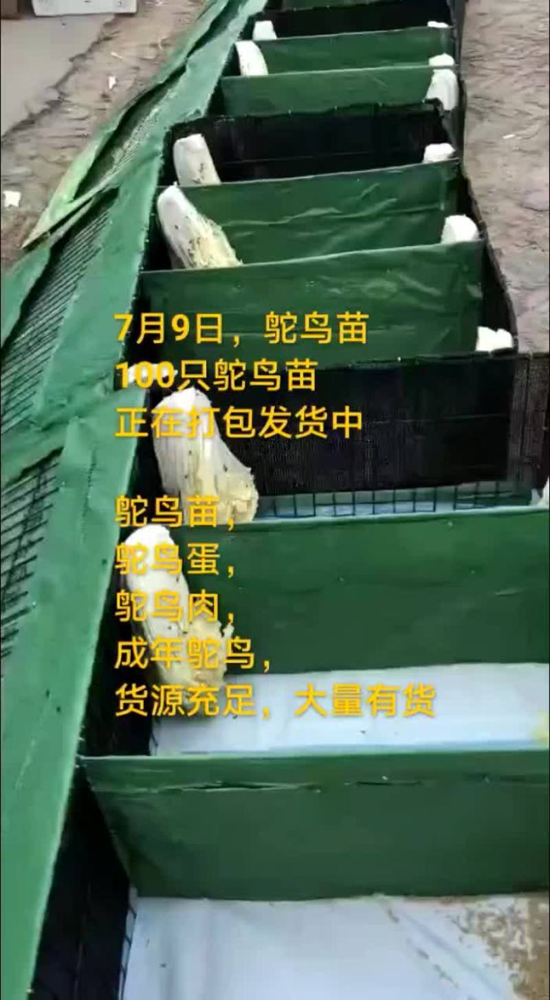 鸵鸟蛋