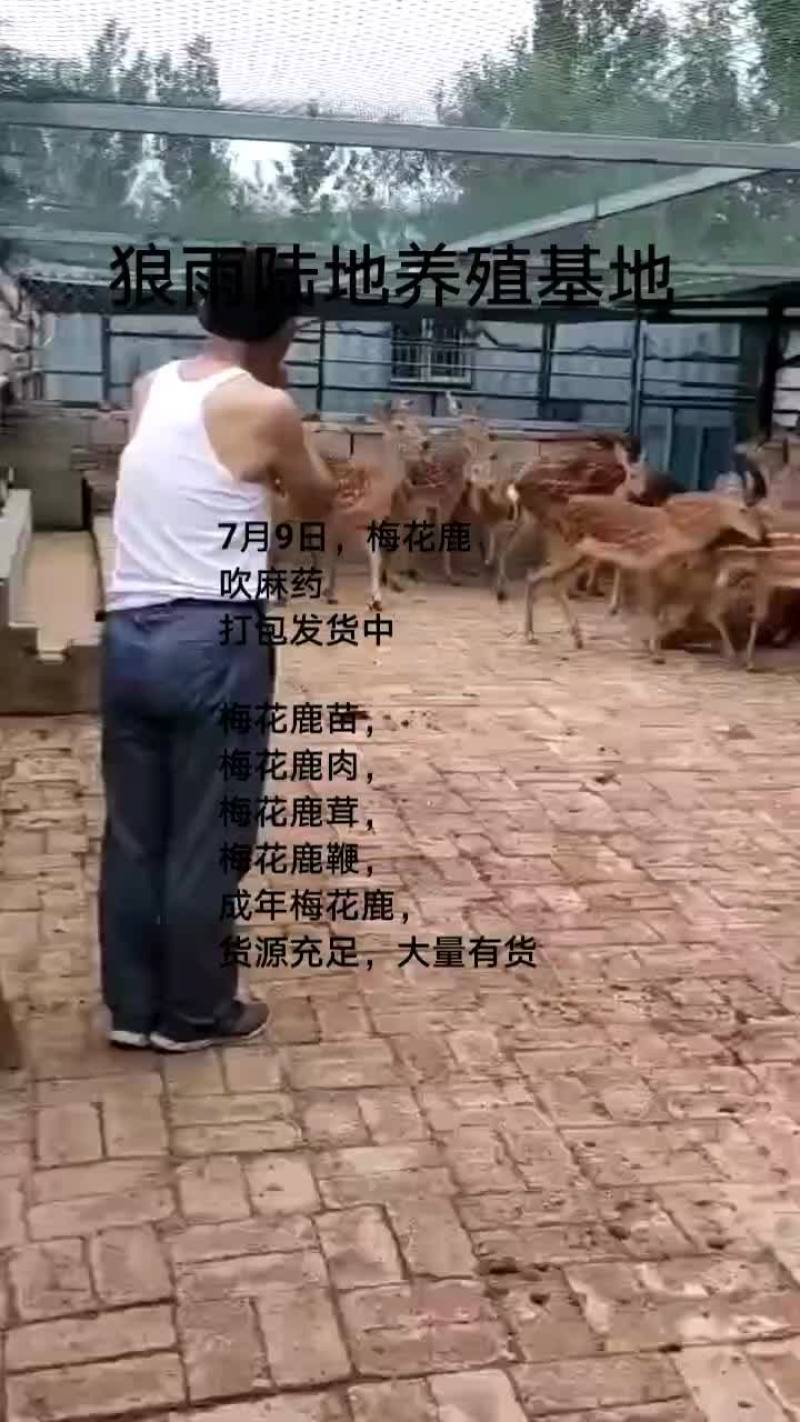 鸵鸟蛋