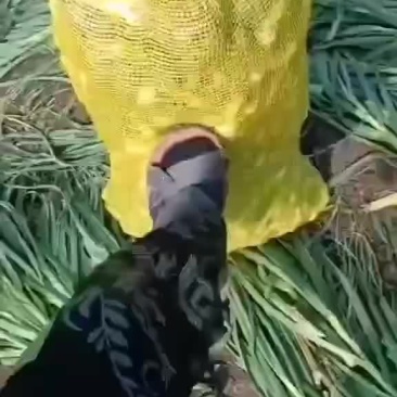 大蒜