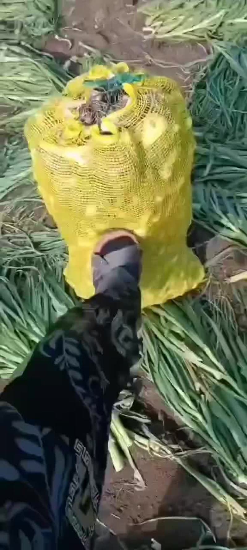 大蒜