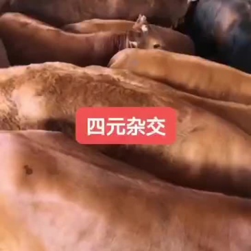 改良鲁西黄牛