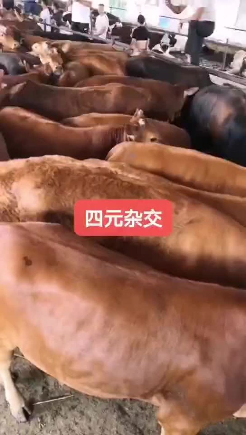 改良鲁西黄牛