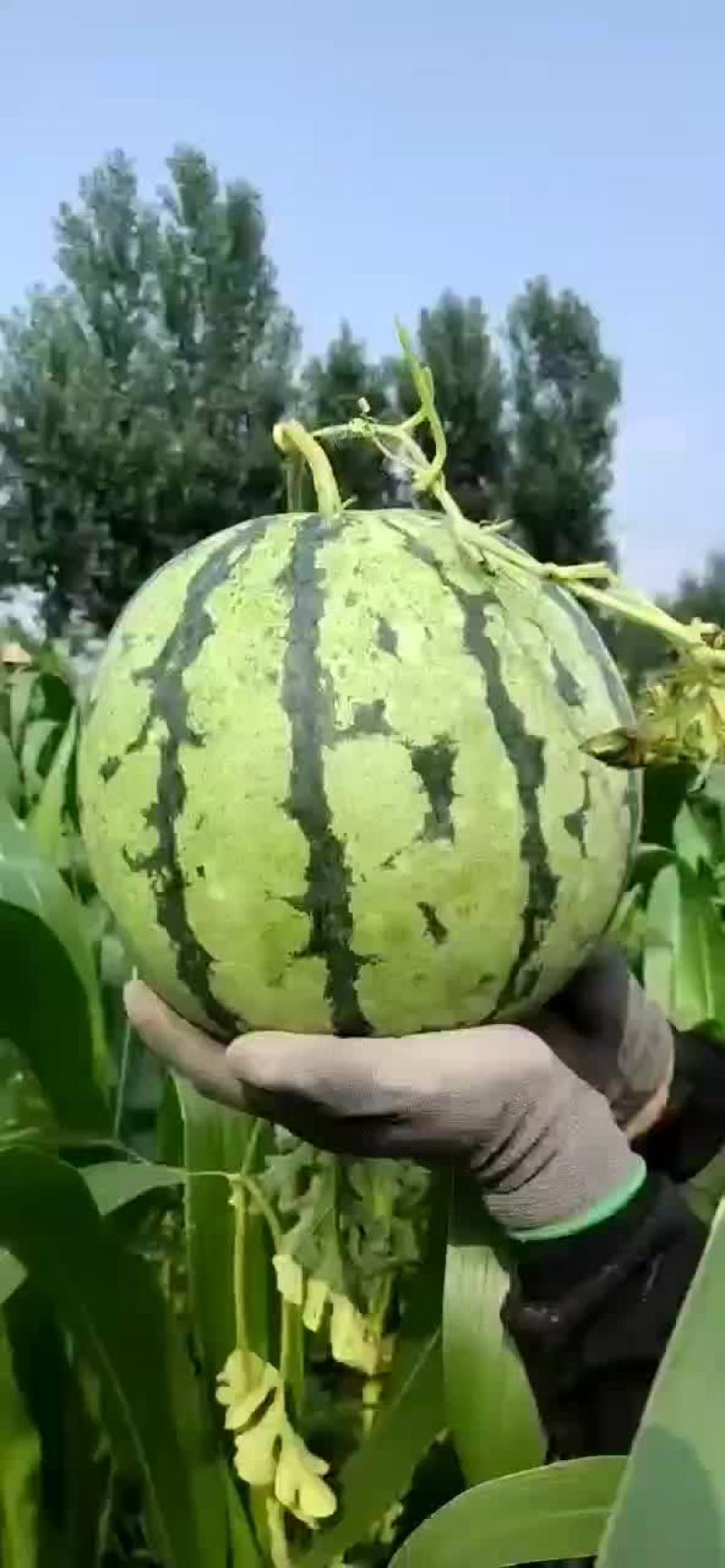 皮薄口感好