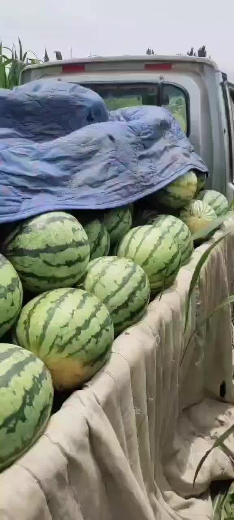皮薄口感好