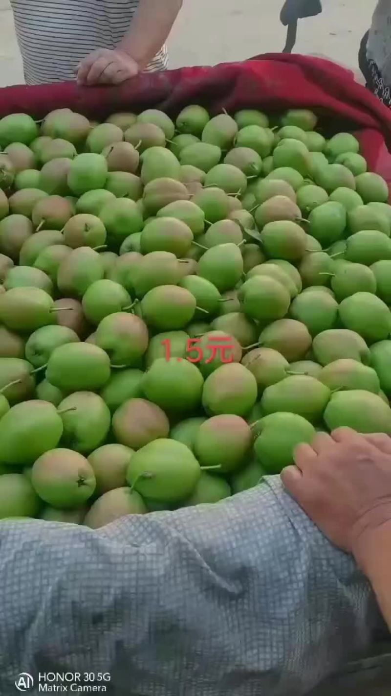 新梨七号🍐5-6毛一斤，质量好，价格优，全国发货