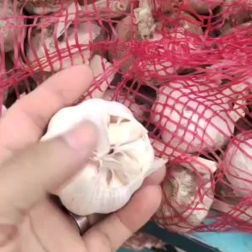 大蒜