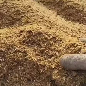 鸡骨粉