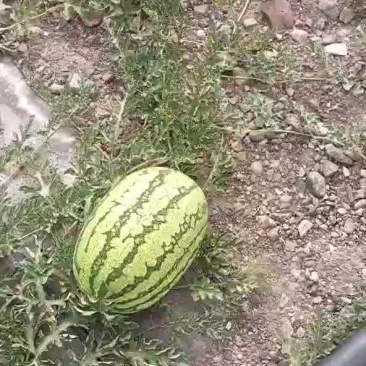 西瓜上市了，欢迎商贩来采购
