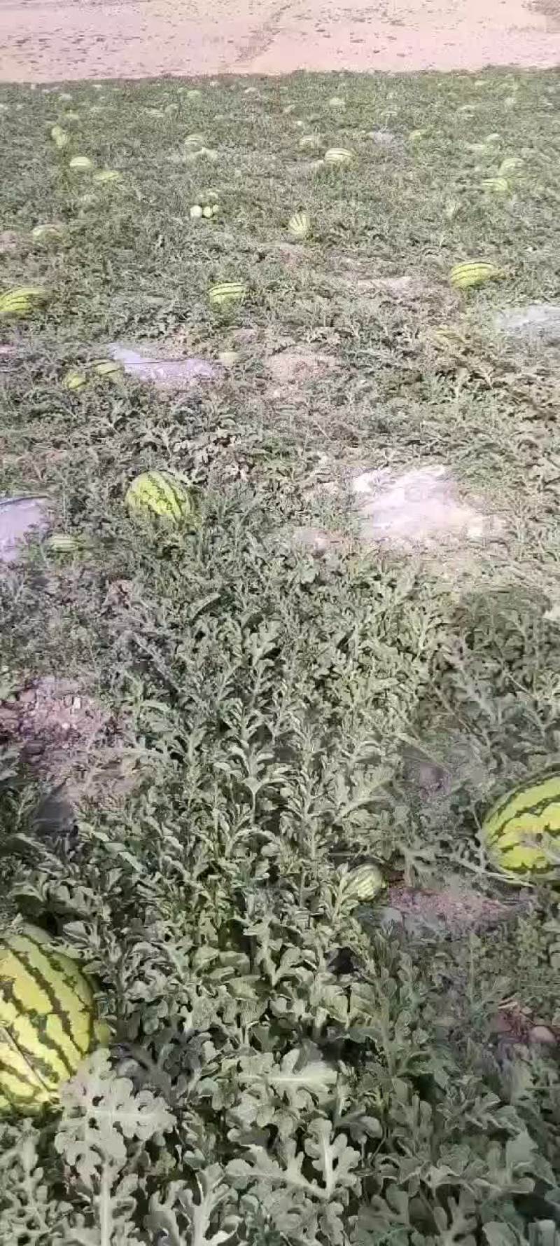 西瓜上市了，欢迎商贩来采购