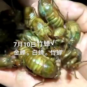 金蝉。白蝉。竹蝉