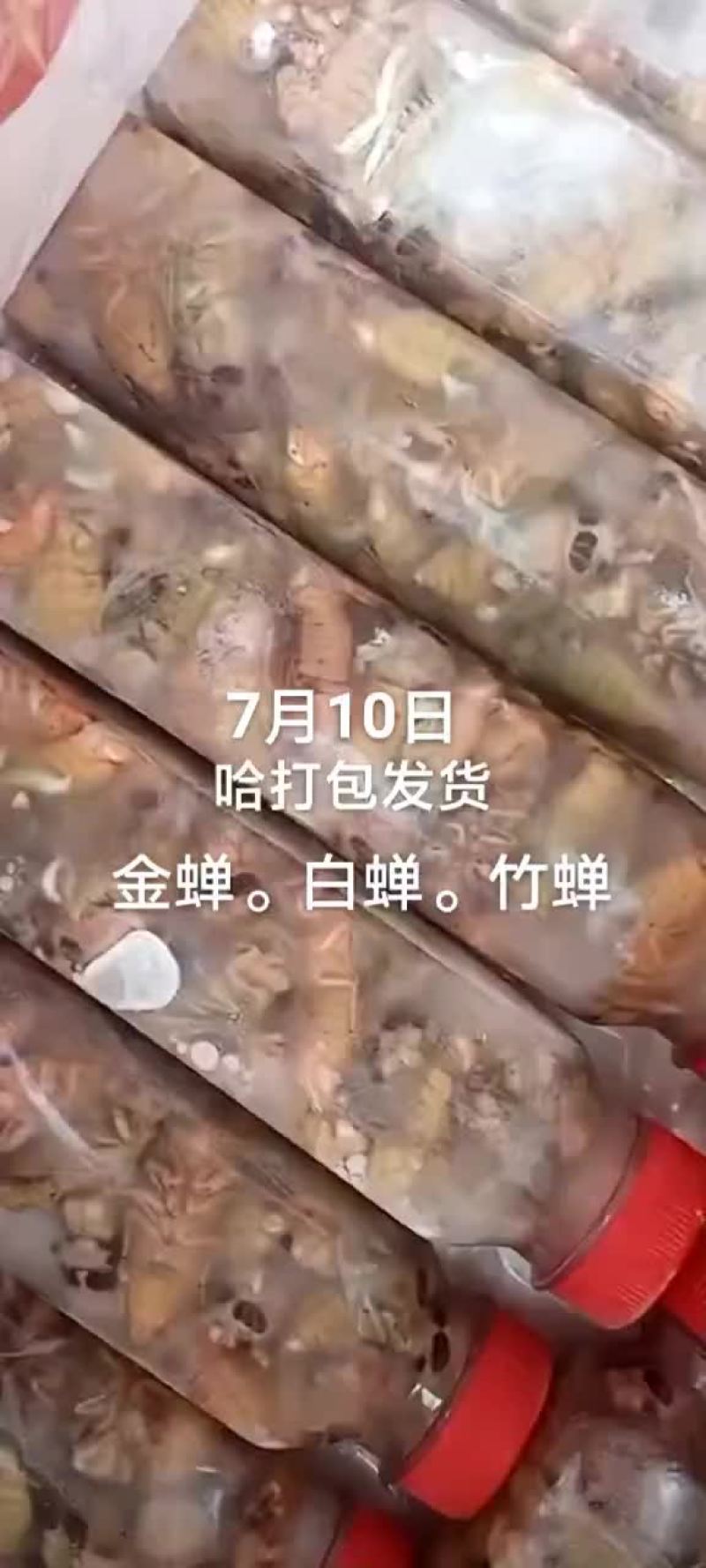 金蝉。白蝉。竹蝉