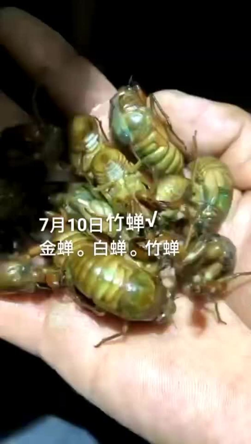 金蝉。白蝉。竹蝉