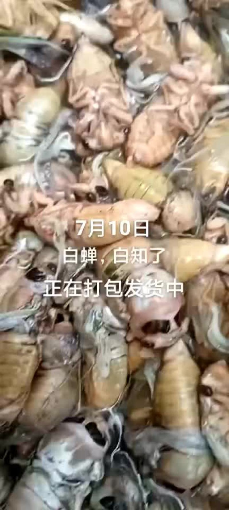 金蝉。白蝉。竹蝉