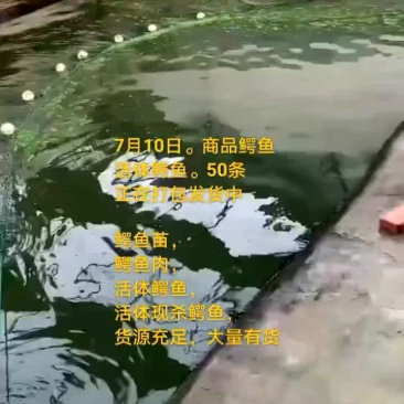 商品鳄鱼