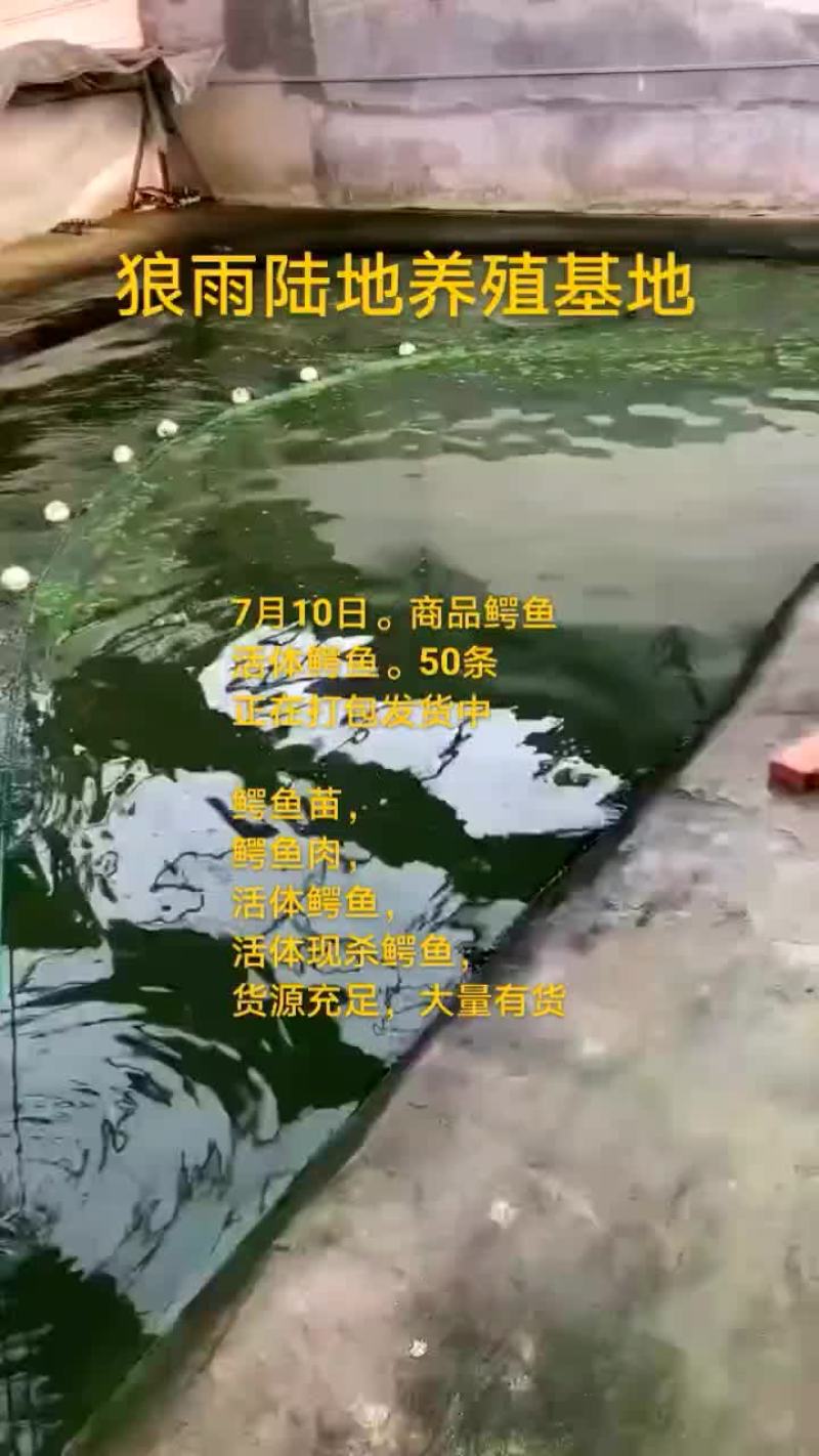 商品鳄鱼
