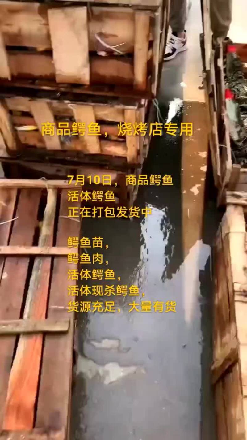 商品鳄鱼