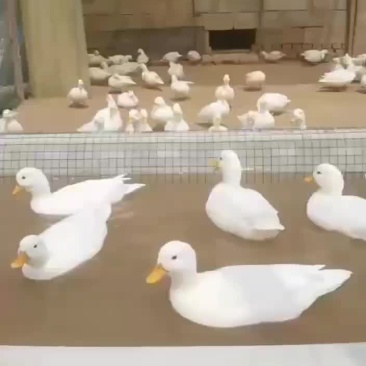 精品柯尔鸭