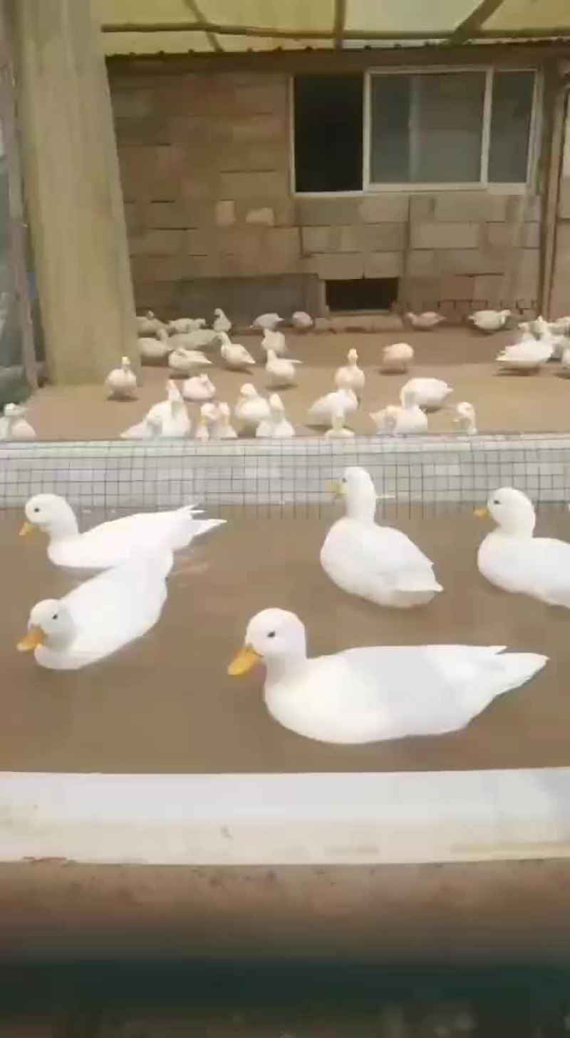 精品柯尔鸭