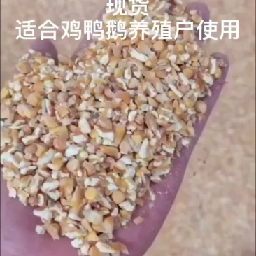 碎玉米现货适合鸡鸭鹅养殖户使用常年供应各种碎料