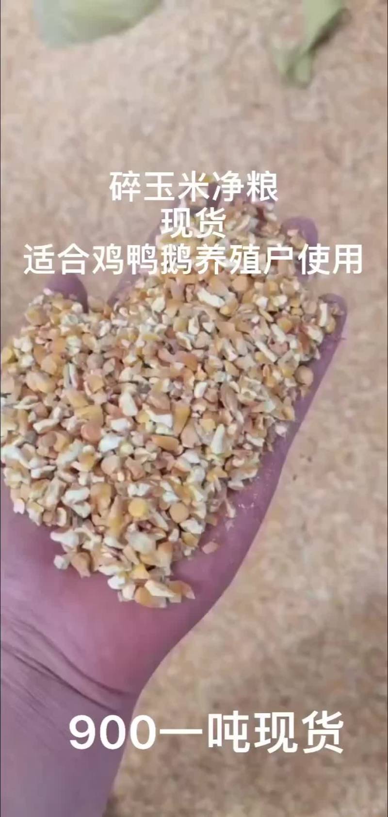 碎玉米现货适合鸡鸭鹅养殖户使用常年供应各种碎料