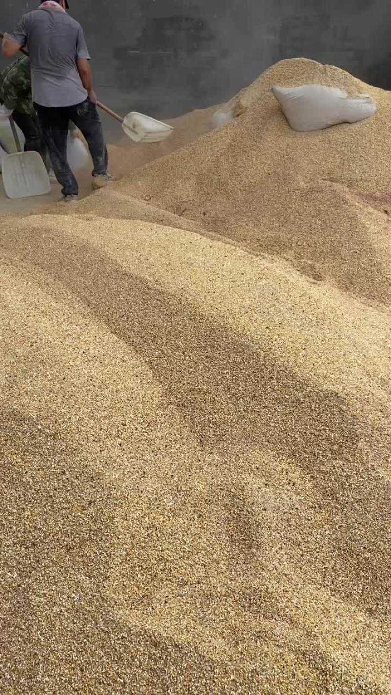 碎玉米现货适合鸡鸭鹅养殖户使用常年供应各种碎料