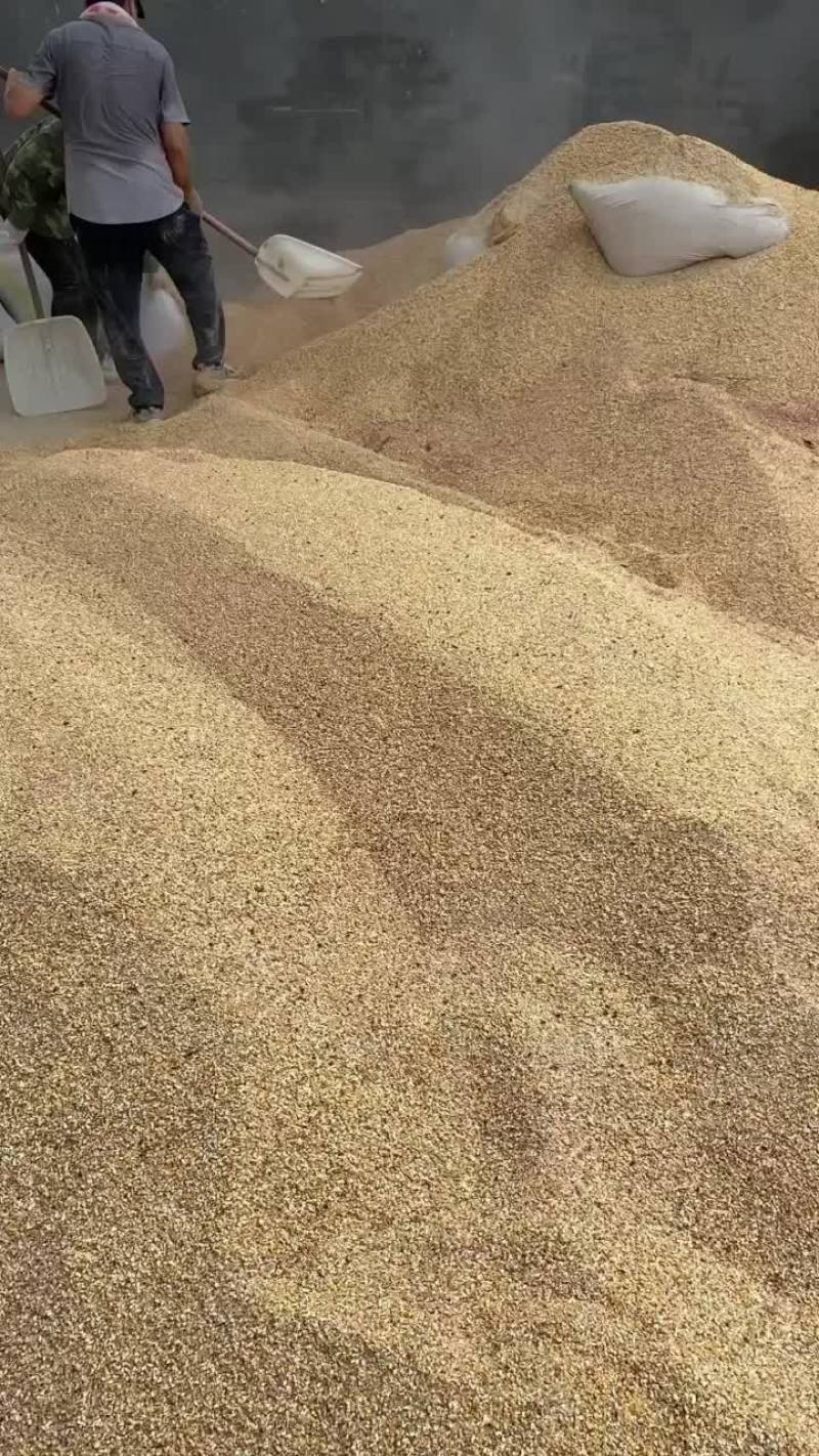 碎玉米现货适合鸡鸭鹅养殖户使用常年供应各种碎料