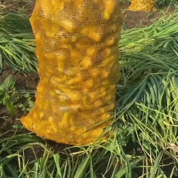 青蒜头