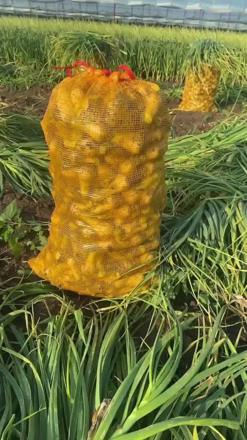青蒜头