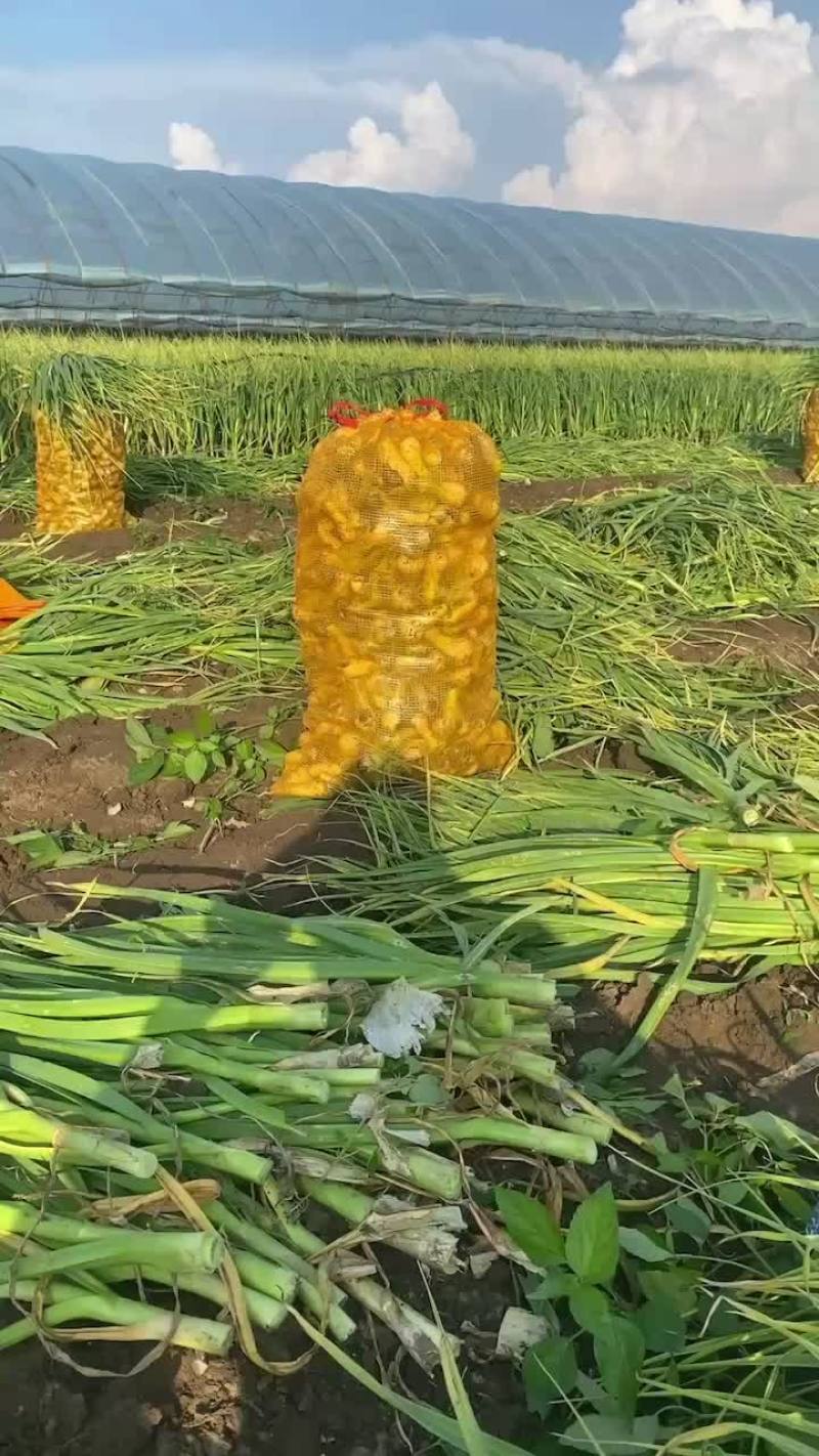 青蒜头