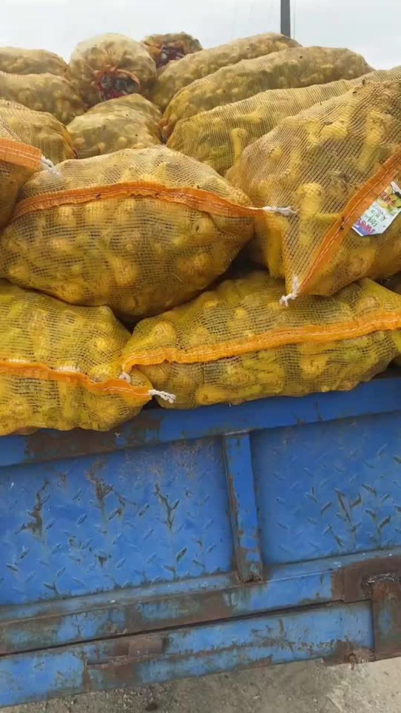 青蒜头