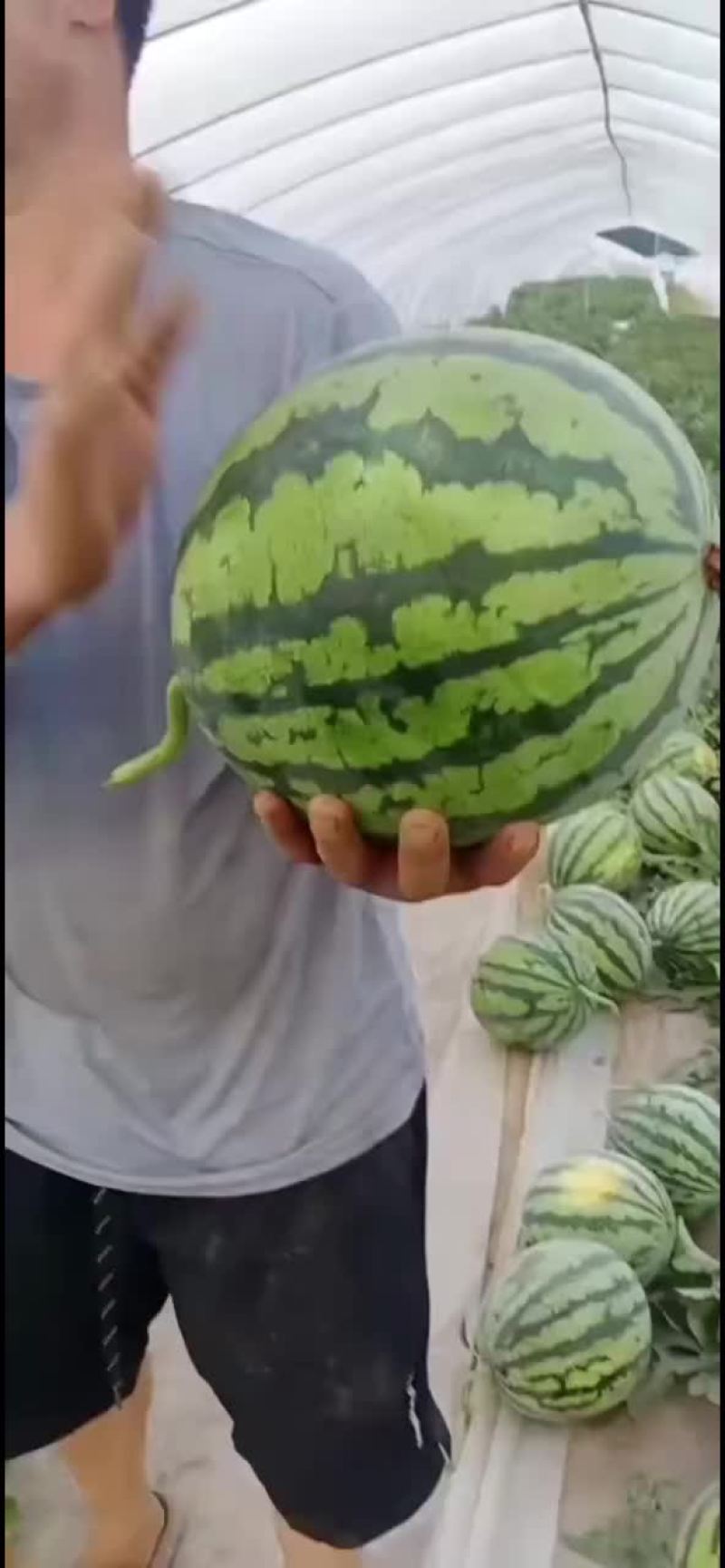 麒麟瓜