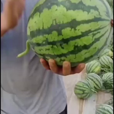 麒麟瓜