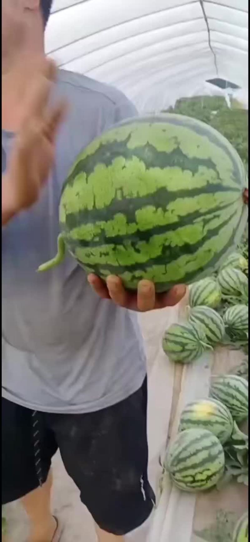 麒麟瓜