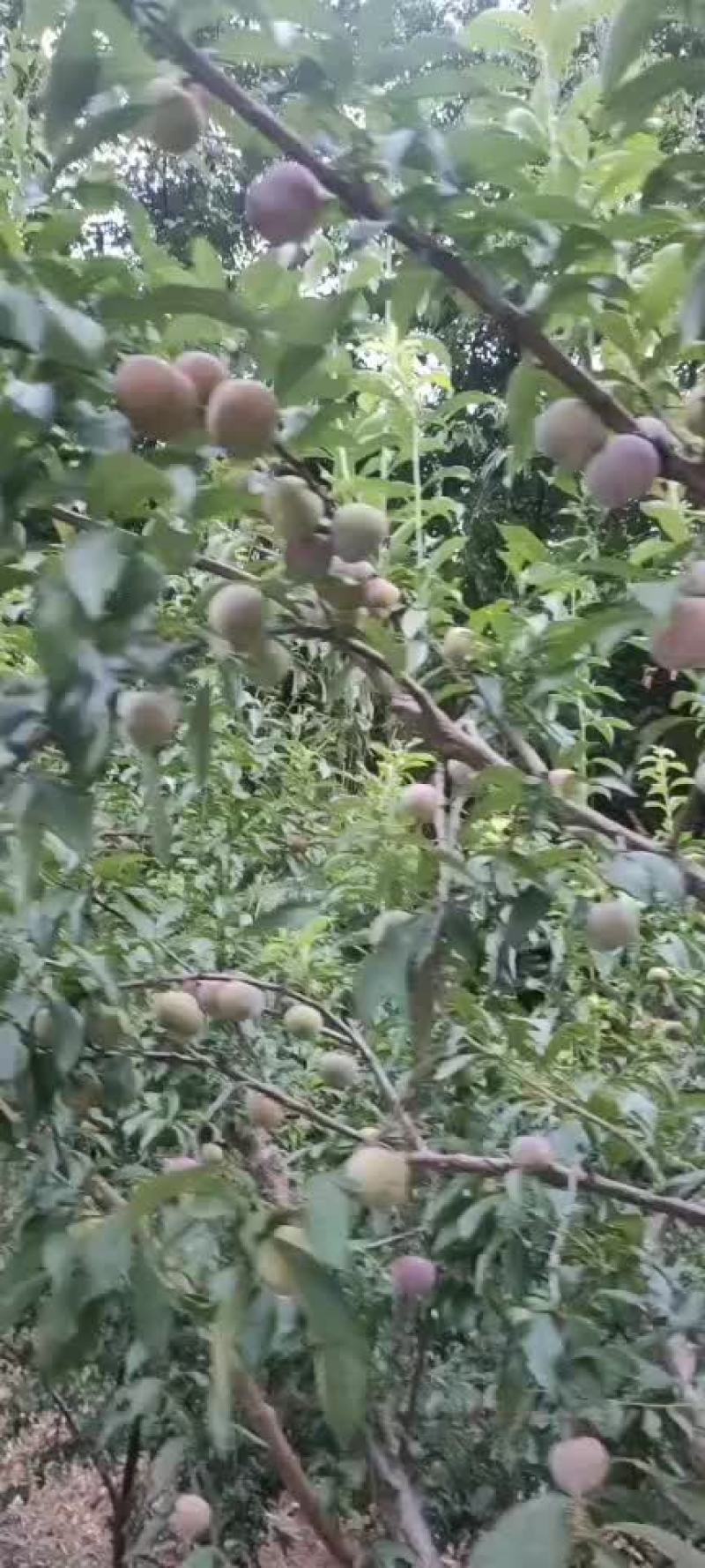 李子(脆红李)半边红，囗感纯。