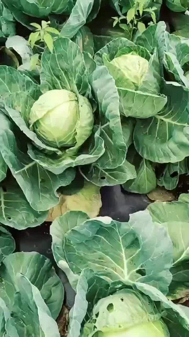 黑龙江省大庆市肇州县大头菜