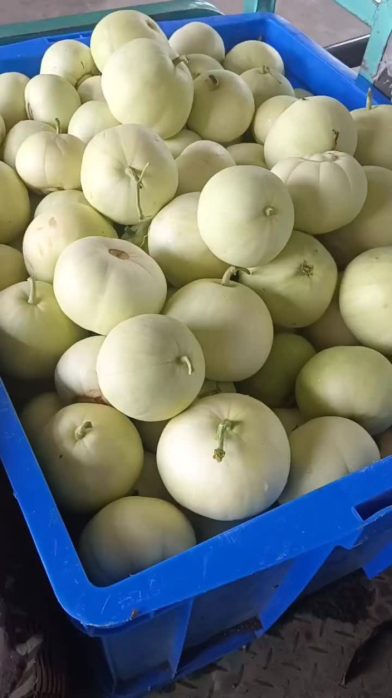 甜宝甜瓜口感清脆香甜可口