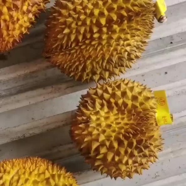 金枕头榴莲