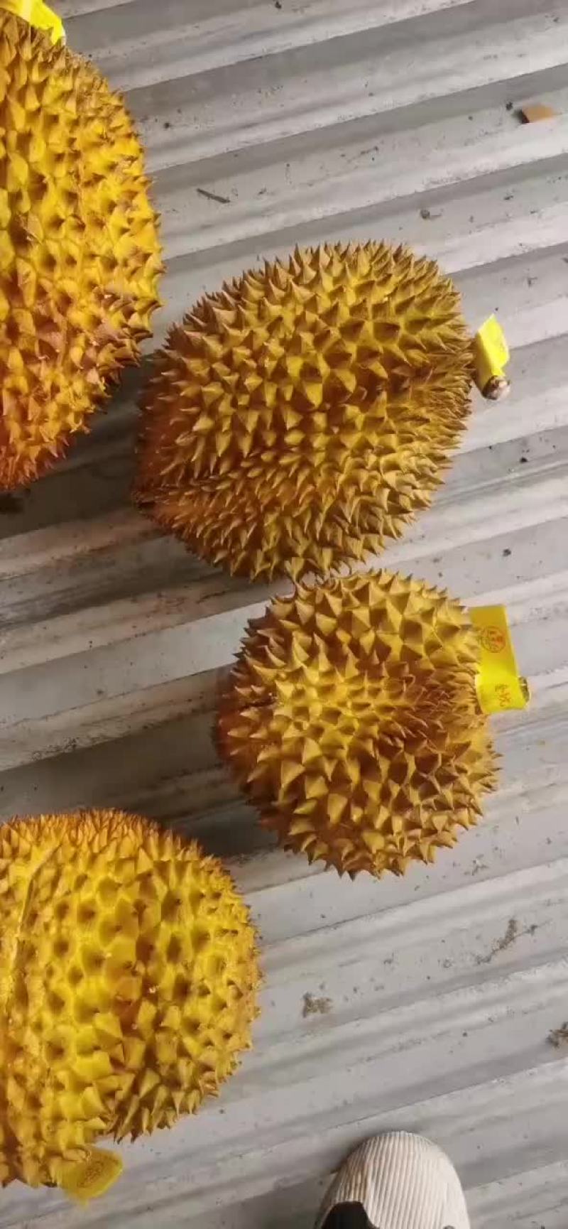 金枕头榴莲